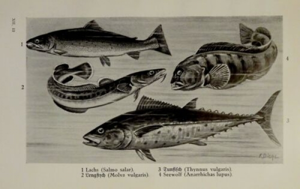 1926 - Fische - Lachs, Tunfisch, Lengfisch, Seewolf, ... - alter Druck